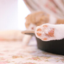 猫が肉球のスタンプを押したような型押しが可愛い猫財布!