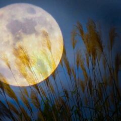 実り財布（みのりさいふ）って知っていますか？